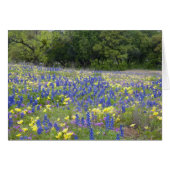 Bluebonnets, primrose, and phlox (Front Horizontal)