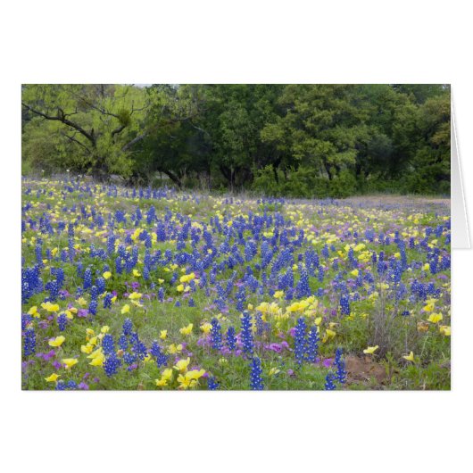 Bluebonnets, primrose, and phlox (Front Horizontal)