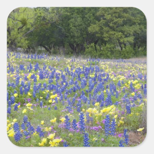 Bluebonnets primrose and phlox square sticker