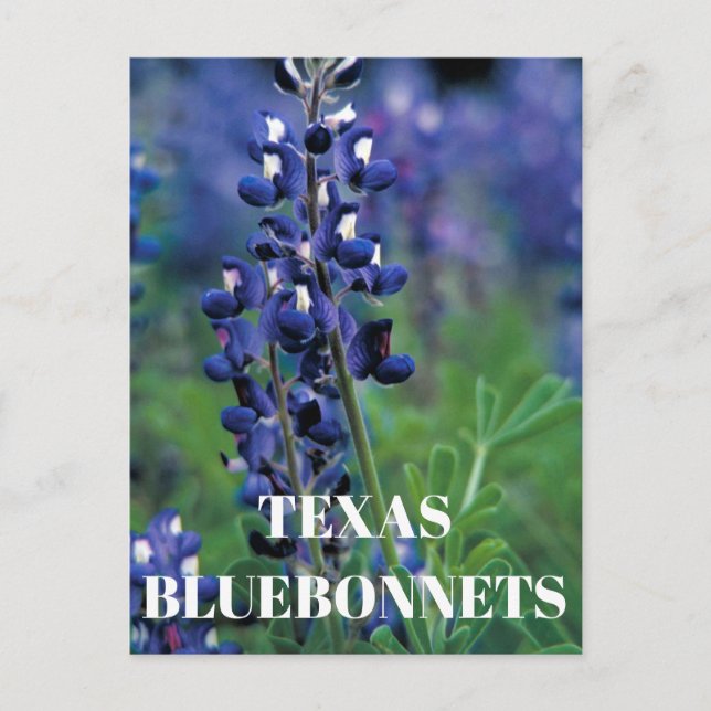 Bluebonnets Texas State Flower Blue Floral Lupine Postcard (Front)