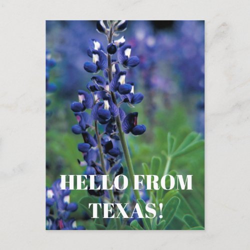 Bluebonnets Texas State Flower Blue Floral Lupine Postcard