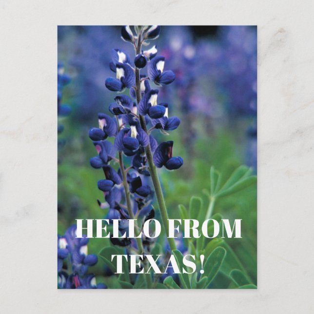 Bluebonnets Texas State Flower Blue Floral Lupine Postcard (Front)