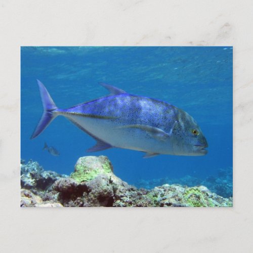 Bluefin Trevally Postcard