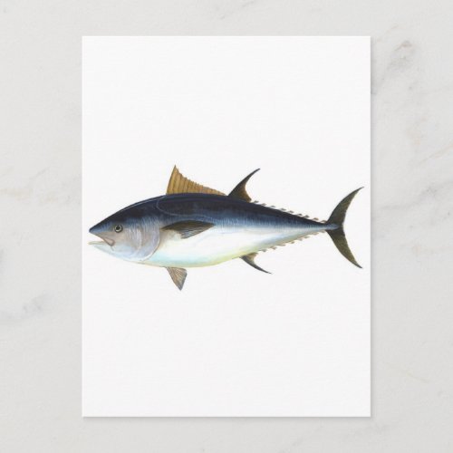 Bluefin Tuna illustration Postcard