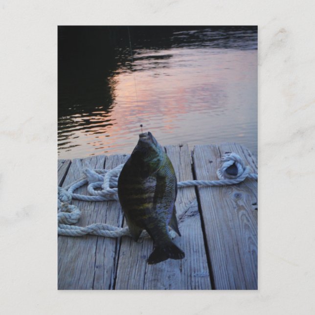 Bluegill at sunset Lake Arrowhead Postcard (Front)