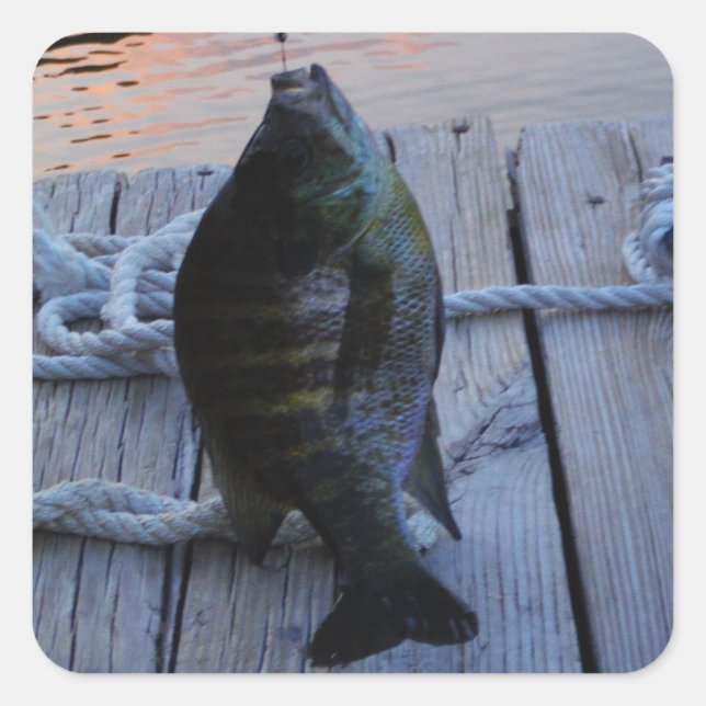 Bluegill at sunset Lake Arrowhead Square Sticker (Front)