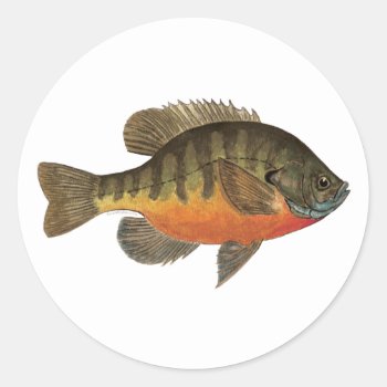 Bluegill Bream Classic Round Sticker by TroutWhiskers at Zazzle