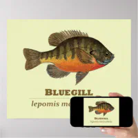 Bluegill Fish Wall Decor,fishing Gifts for Dad From Daughter