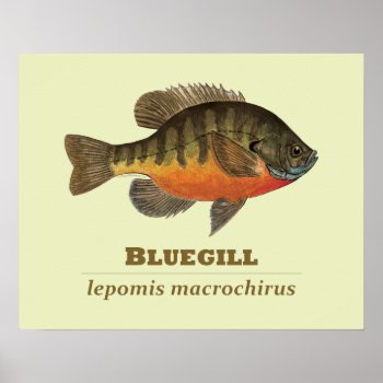 Bluegill Bream Fishing Poster by TroutWhiskers at Zazzle