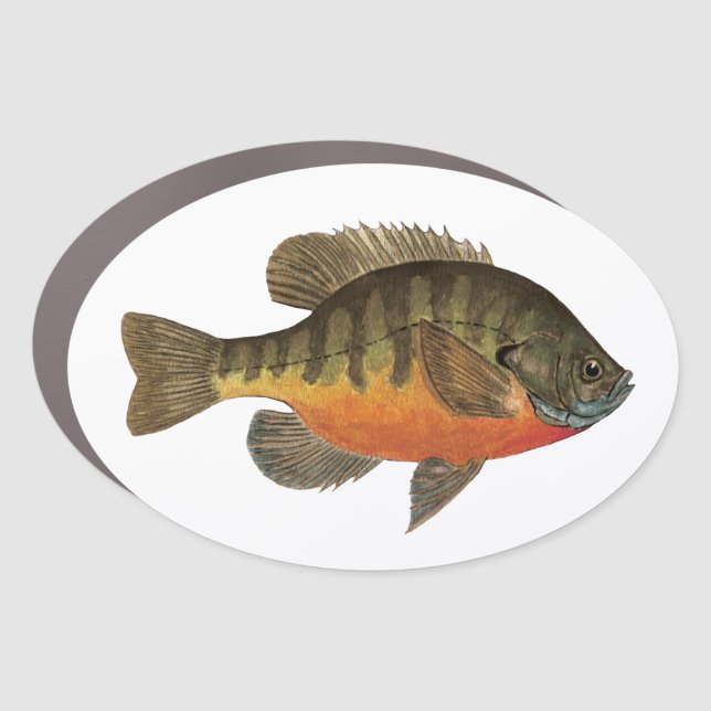 Bluegill Bream Fishing White Oval Truck Van and Car Magnet (Front)
