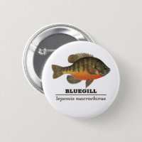 Bluegill Bream Latin Name Ichthyology Fishing Button