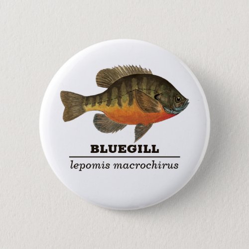 Bluegill Bream Latin Name Ichthyology Fishing Button