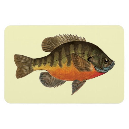 Bluegill Bream Magnet