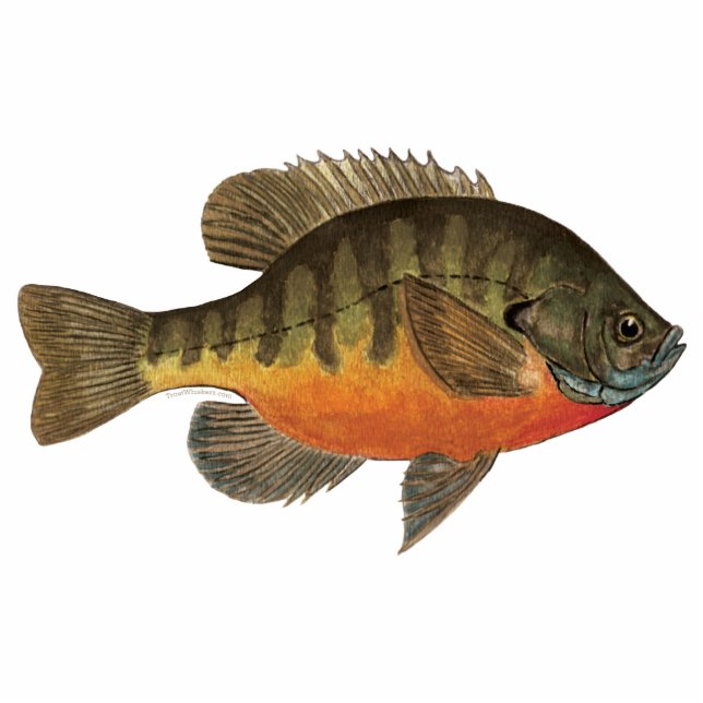 Bluegill Bream Statuette (Front)