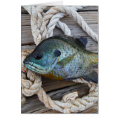 Bluegill fish on dock and rope (Front)