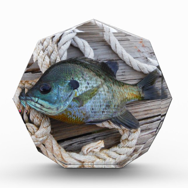 Bluegill fish on dock and rope award (Front)