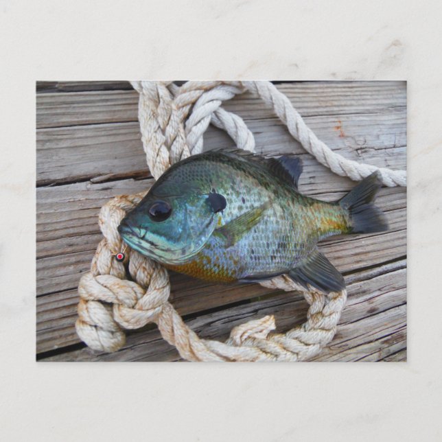 Bluegill fish on dock and rope postcard (Front)