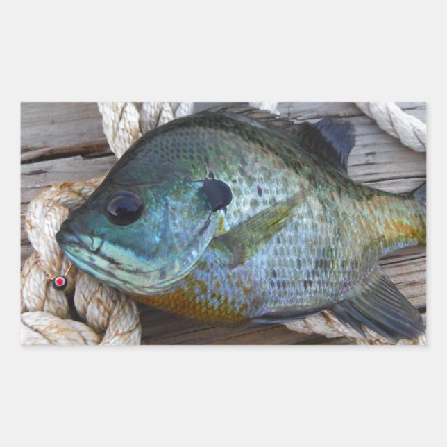 Bluegill fish on dock and rope rectangular sticker (Front)