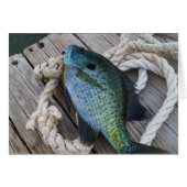 bluegill on dock (Front Horizontal)