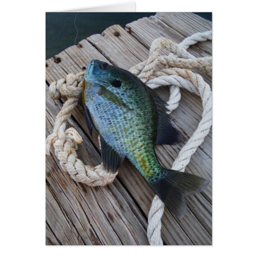 bluegill on dock cards (Front)