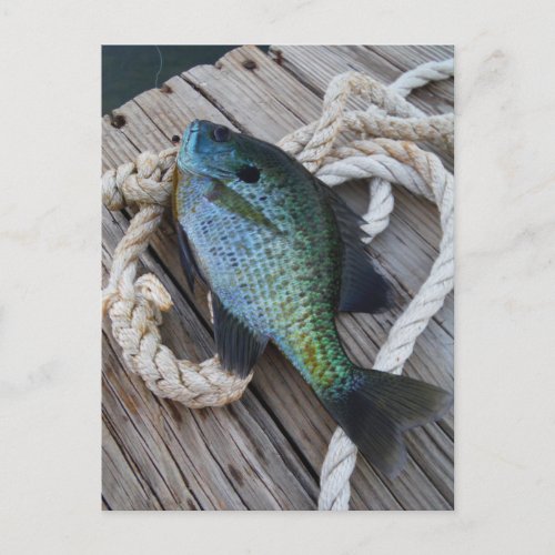 bluegill on dock postcard