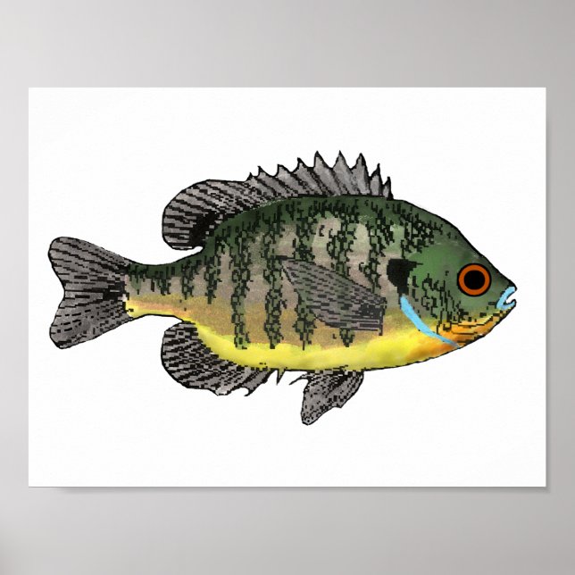 Bluegill Sunfish Poster (Front)