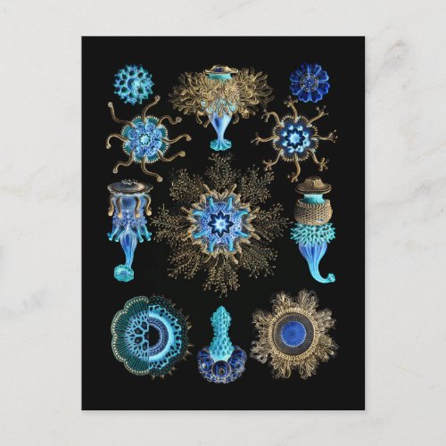 Bluegreen  Siphonophorae Postcard