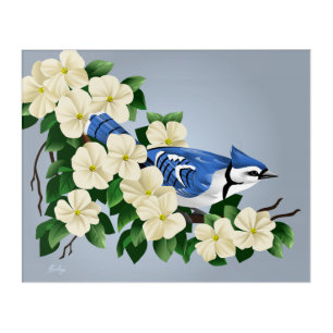 Bluejay Among Flowers Acrylic Print