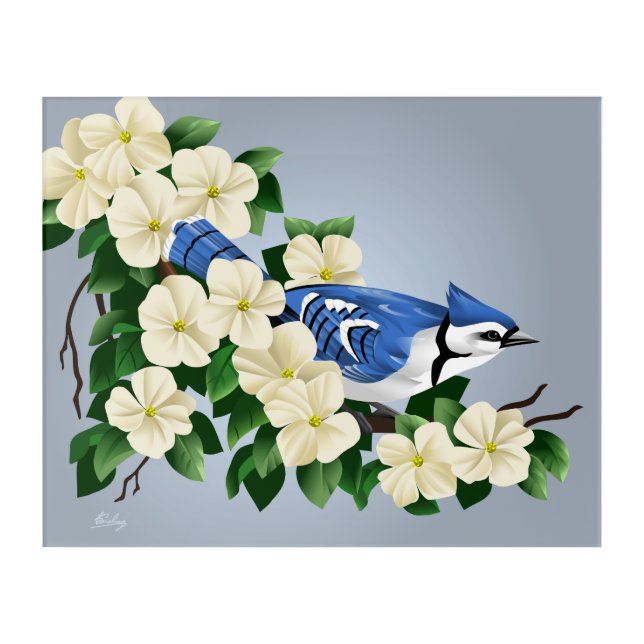 Bluejay Among Flowers Acrylic Print (Front)