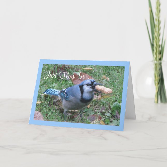 Bluejay Birthday Greetings Card (Front)