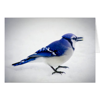 BlueJay Cards