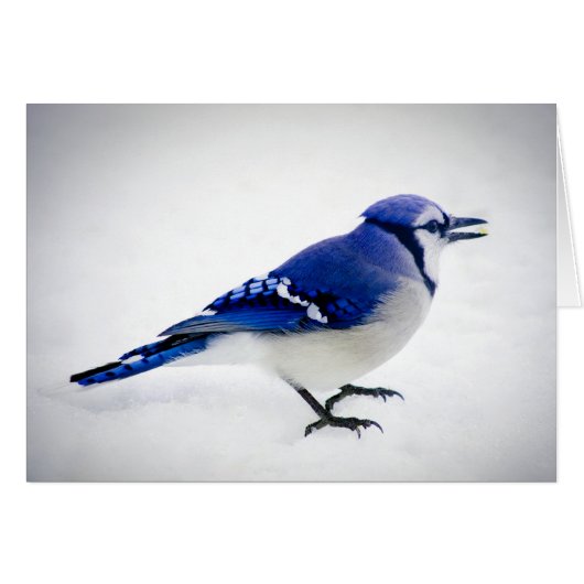 BlueJay Cards (Front Horizontal)