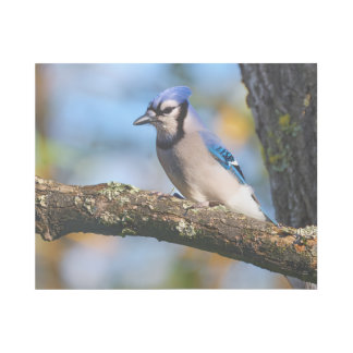 Bluejay Gallery Wrap