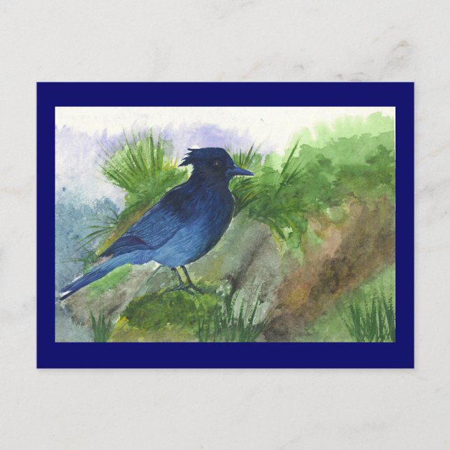 Bluejay In Muskeg Postcard (Front)