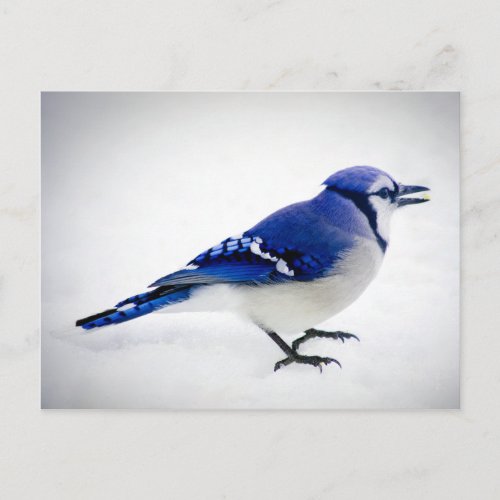 BlueJay Postcard