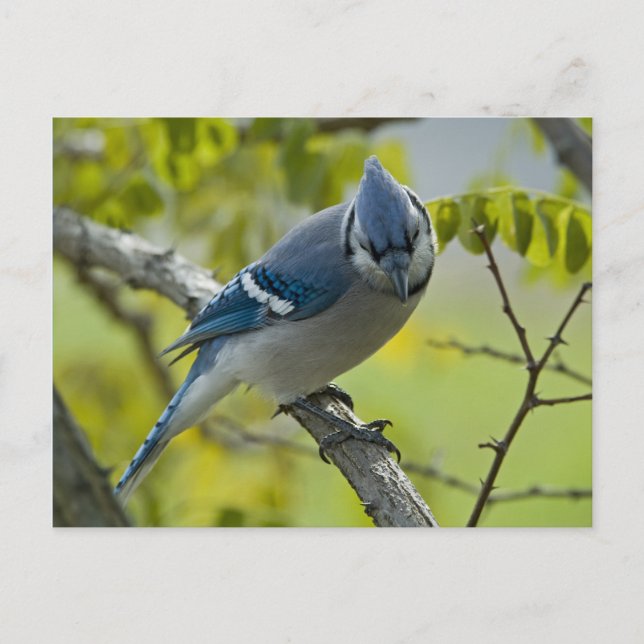 Bluejay Postcard (Front)