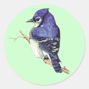 Bluejay Sticker