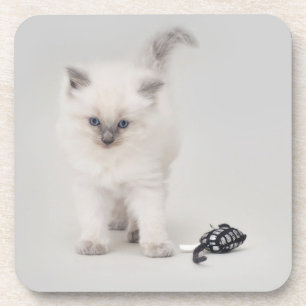 Bluepoint Ragdoll Kitten Coaster
