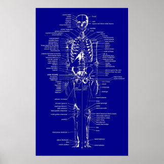 Blueprint Style skeleton Poster