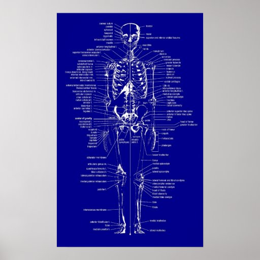 Blueprint Style Skeleton Poster