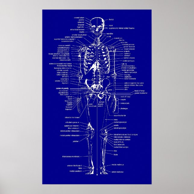 Blueprint Style skeleton Poster (Front)