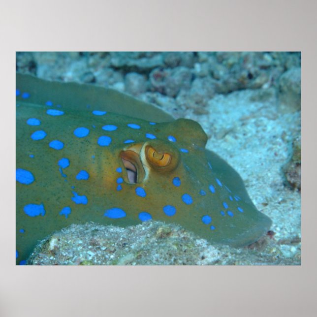 Bluespotted Ribbontail Ray Poster (Front)