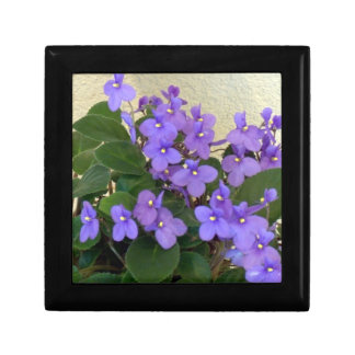 Bluest Blue Violets Gift Box