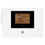 Bluethroat, Blaukehlchen, Luscinia svecica (Back Horizontal)