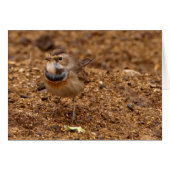 Bluethroat, Blaukehlchen, Luscinia svecica (Front Horizontal)
