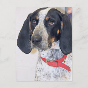 Bluetick Coonhound Photo Postcard