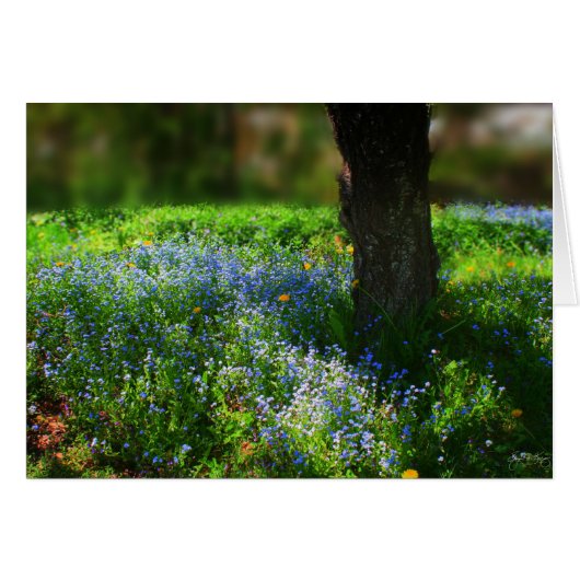 Bluets in the sunlight cards (Front Horizontal)