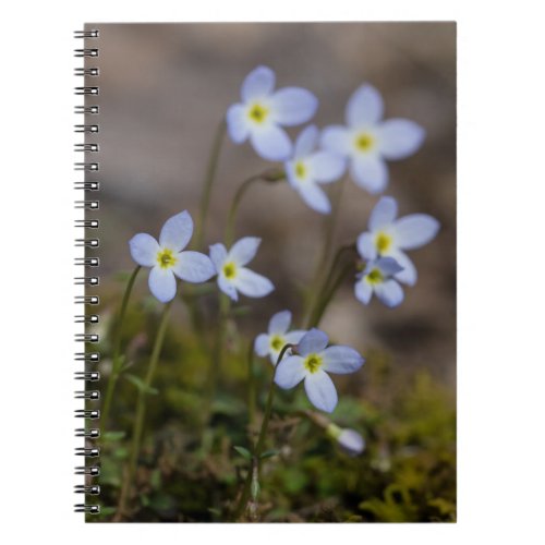 Bluets Little Purple Flowers Wildflower Notebook