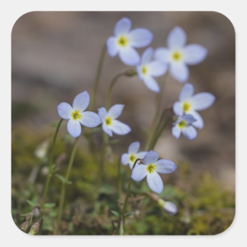 Bluets Little Purple Flowers Wildflower Stickers