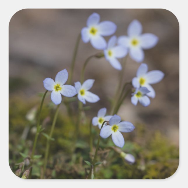 Bluets Little Purple Flowers Wildflower Stickers (Front)
